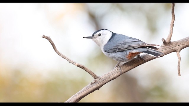 White-breasted Nuthatch - ML633023440