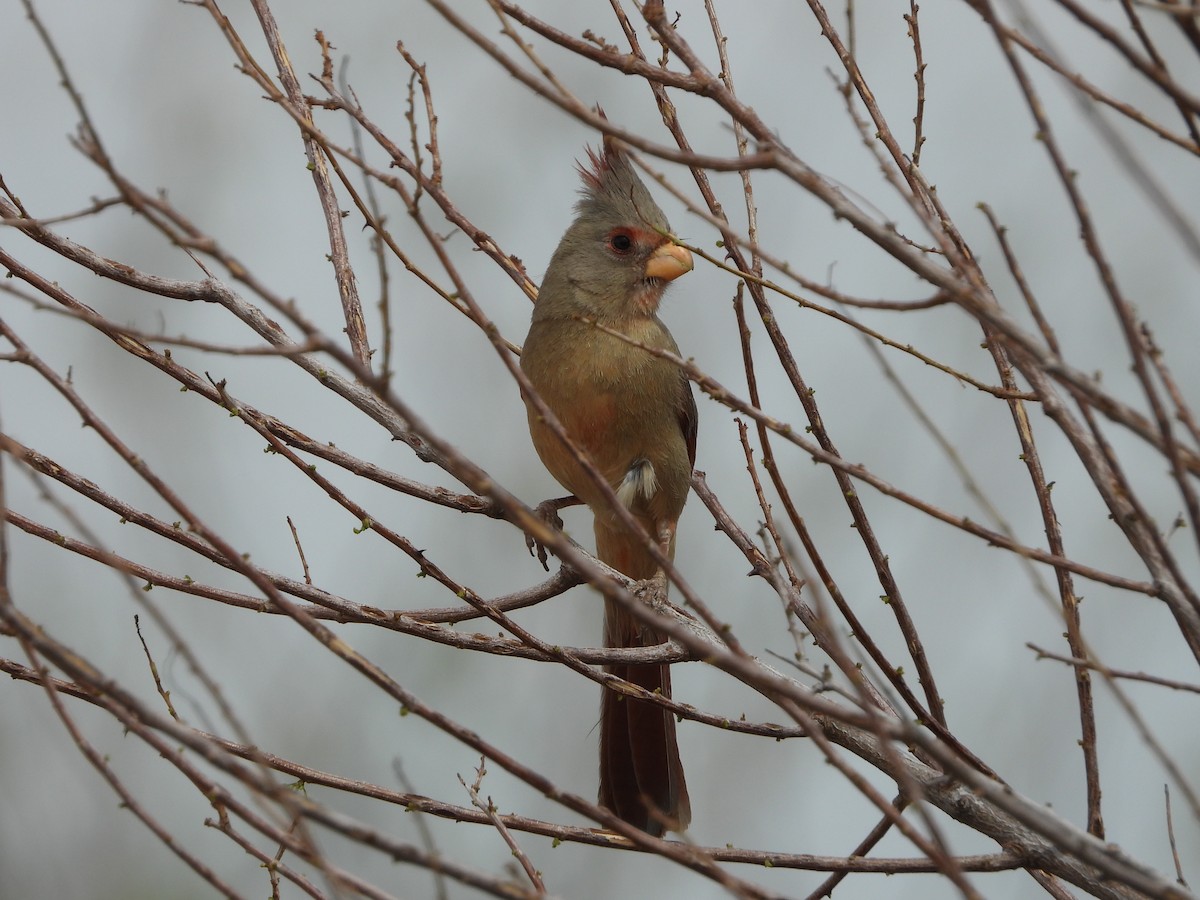Cardinal pyrrhuloxia - ML633023686