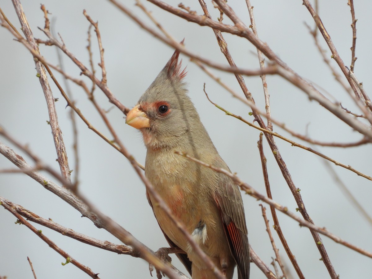 Cardinal pyrrhuloxia - ML633023687