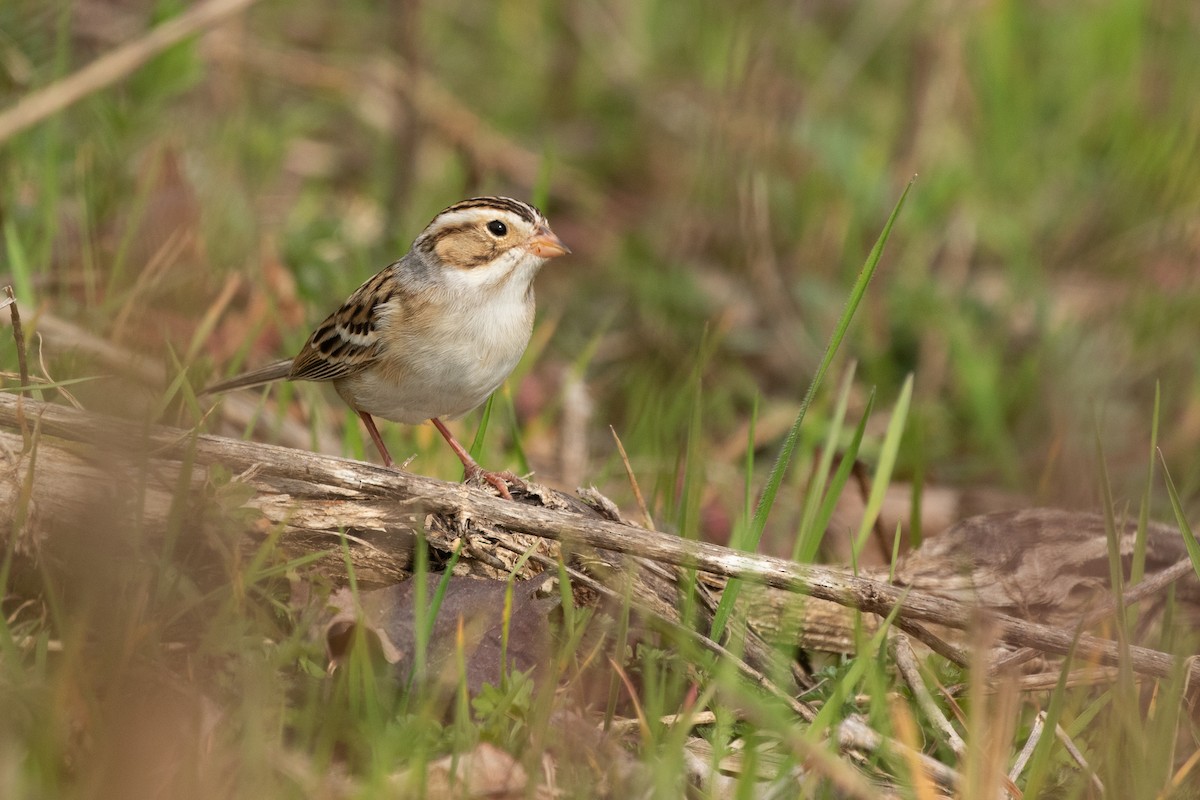 Clay-colored Sparrow - ML633023706