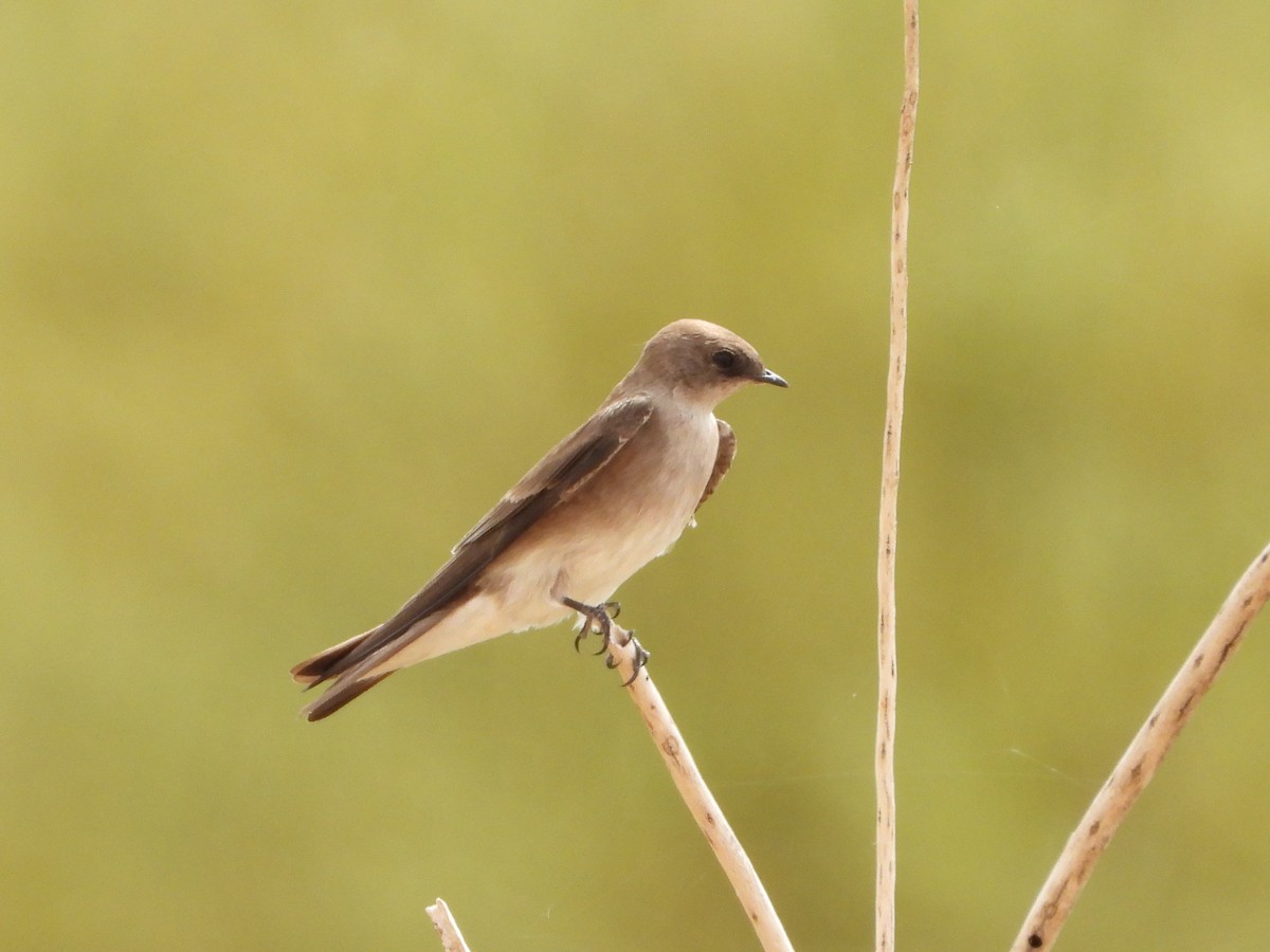 Hirondelle à ailes hérissées - ML633023731