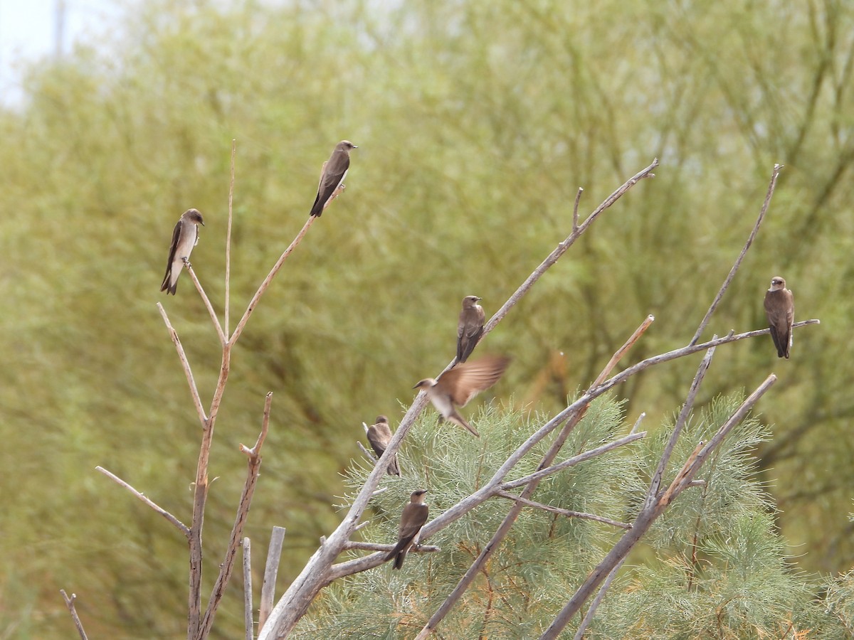 Hirondelle à ailes hérissées - ML633023732