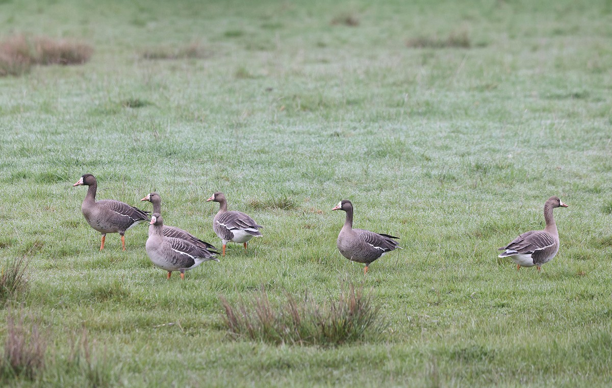 Greater White-fronted Goose - ML633023784