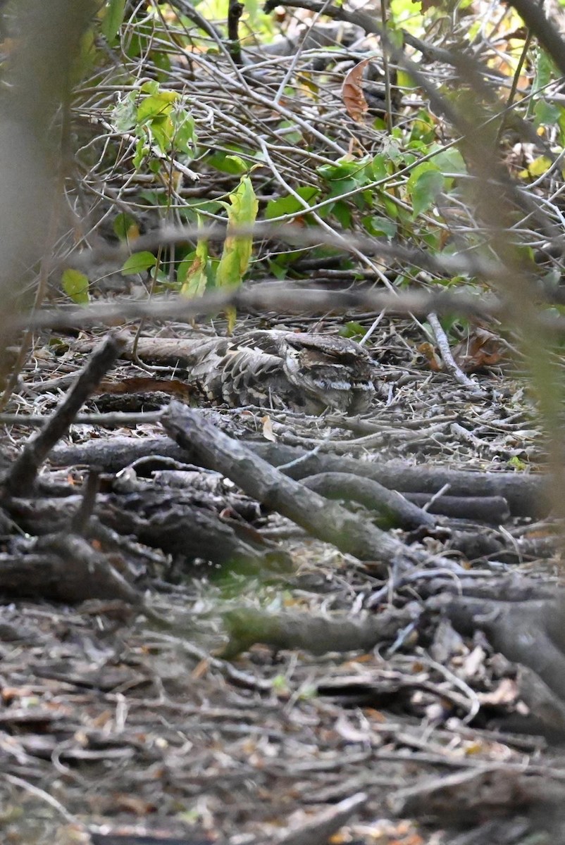 Pauraquenachtschwalbe - ML633024168