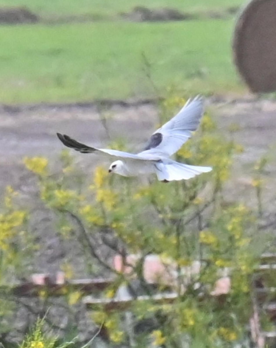 Weißschwanzaar - ML633024174