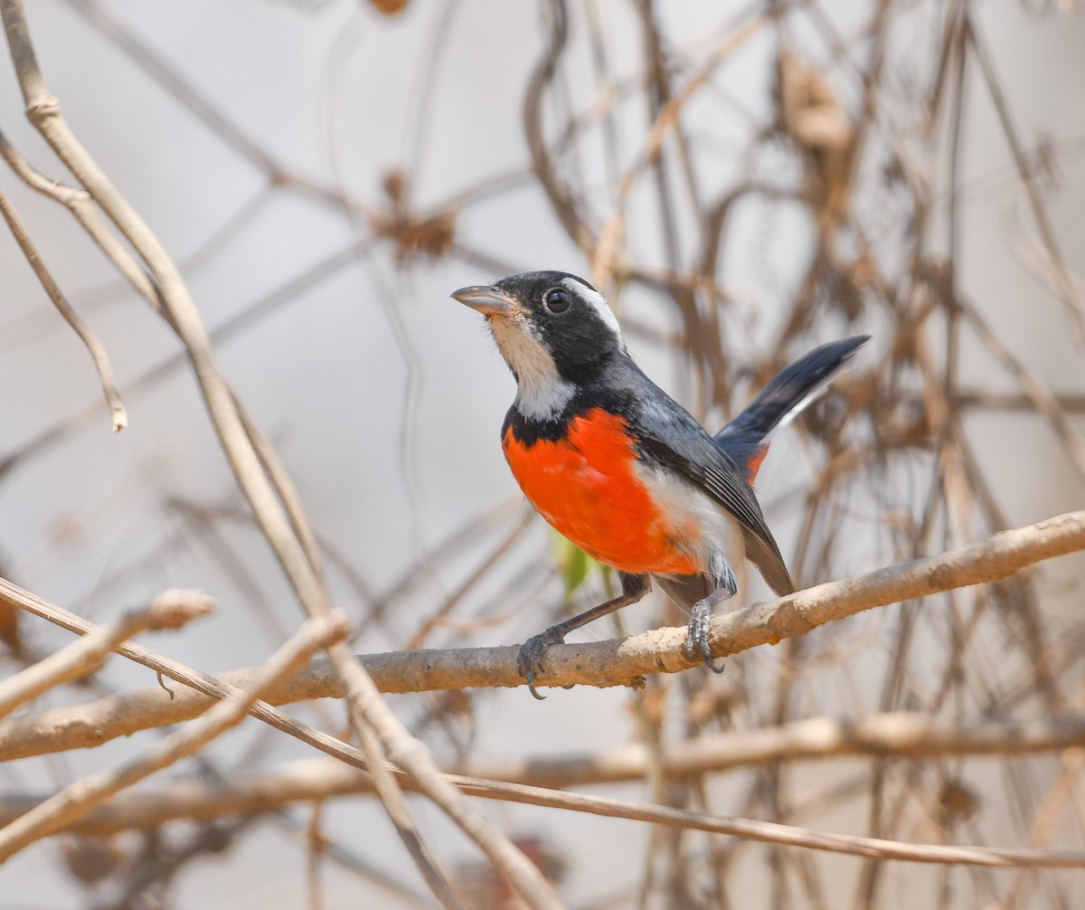 Red-breasted Chat - ML633024195