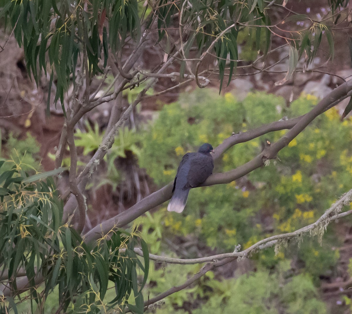 Laurel Pigeon - ML633024426