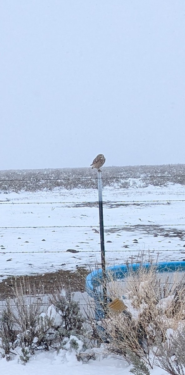 Burrowing Owl - ML633024519