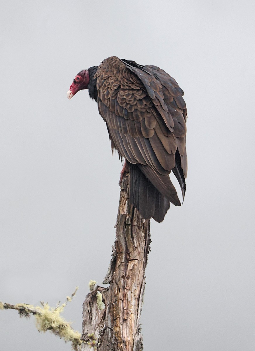 Turkey Vulture - ML633024624