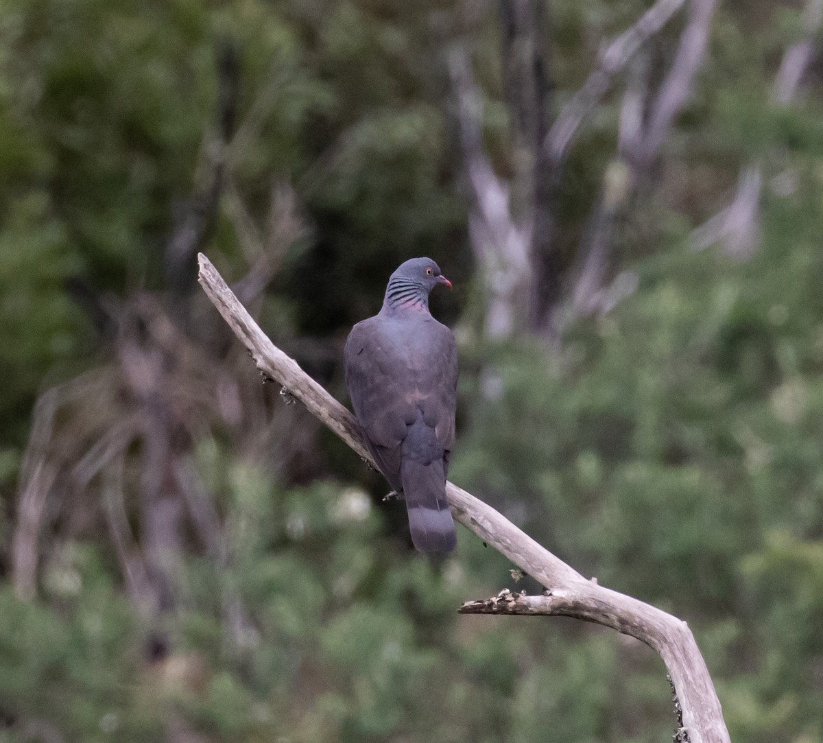Bolle's Pigeon - ML633024662