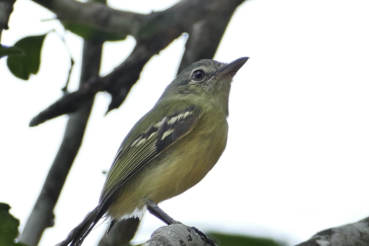 Yellow-olive Flatbill - ML633024761