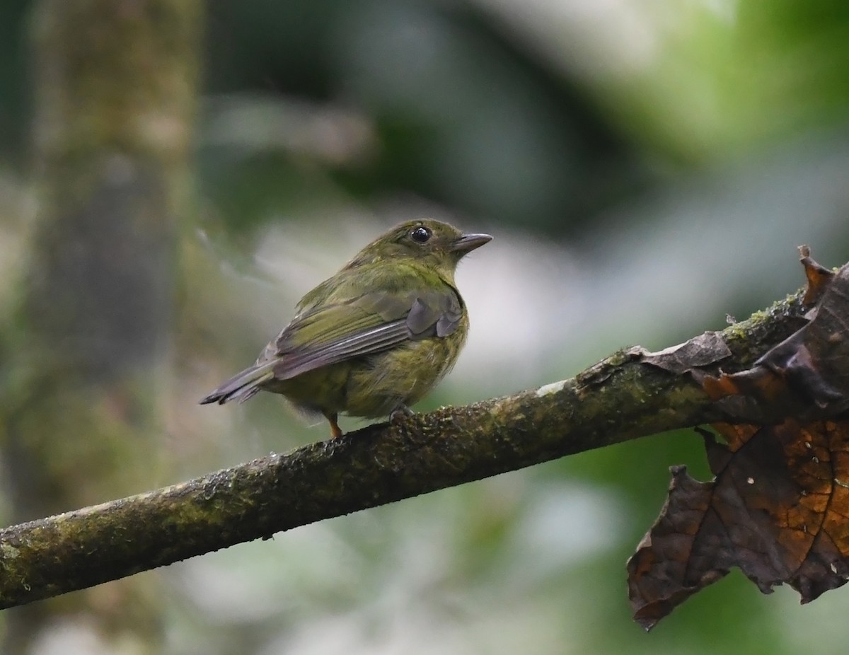 grønnmanakin - ML633024772
