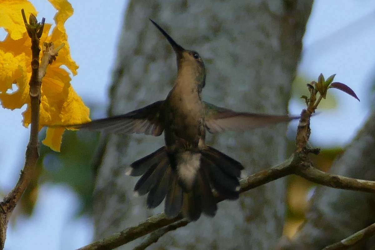 White-vented Plumeleteer - ML633024920