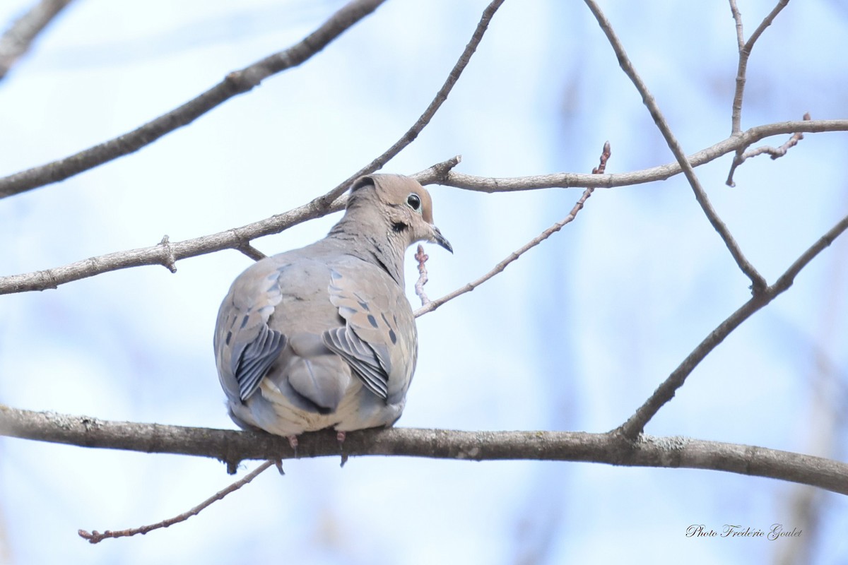 Mourning Dove - ML633025071