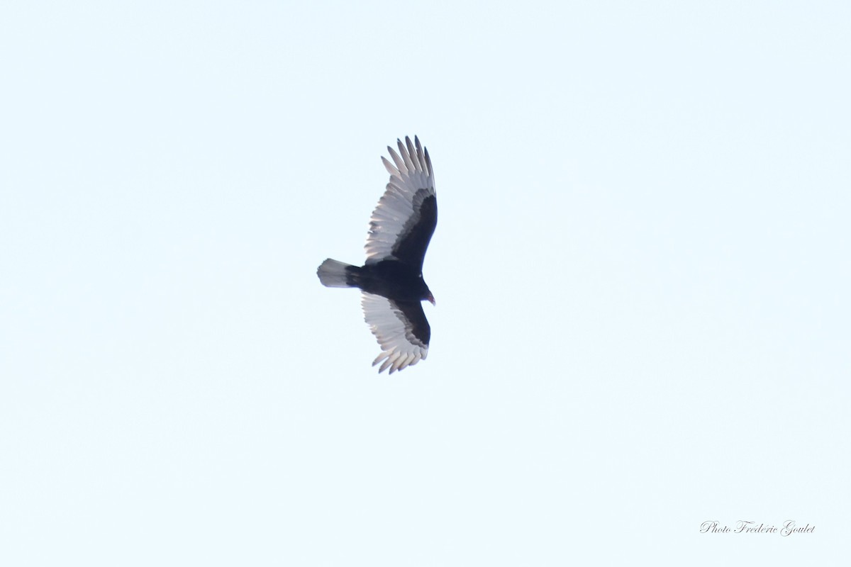Turkey Vulture - ML633025081