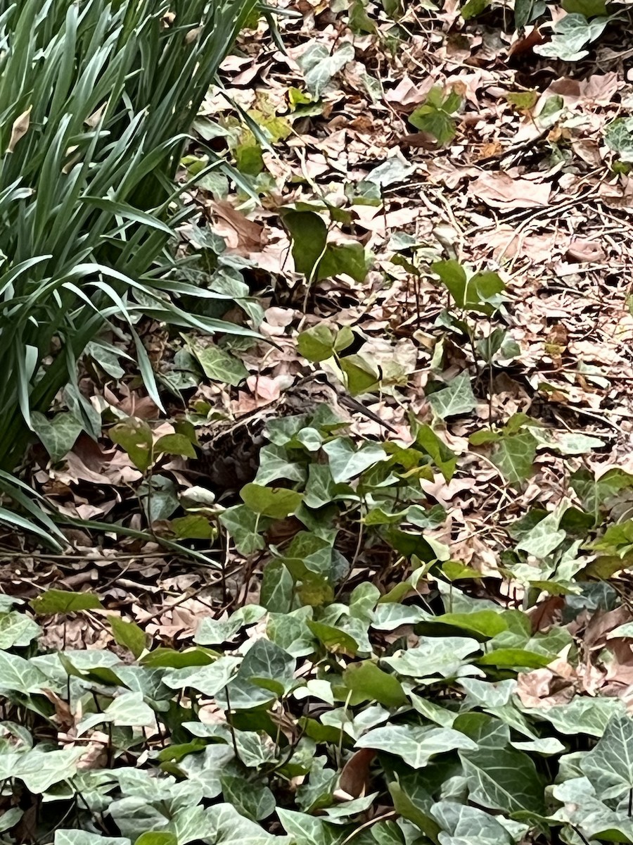 American Woodcock - ML633025104