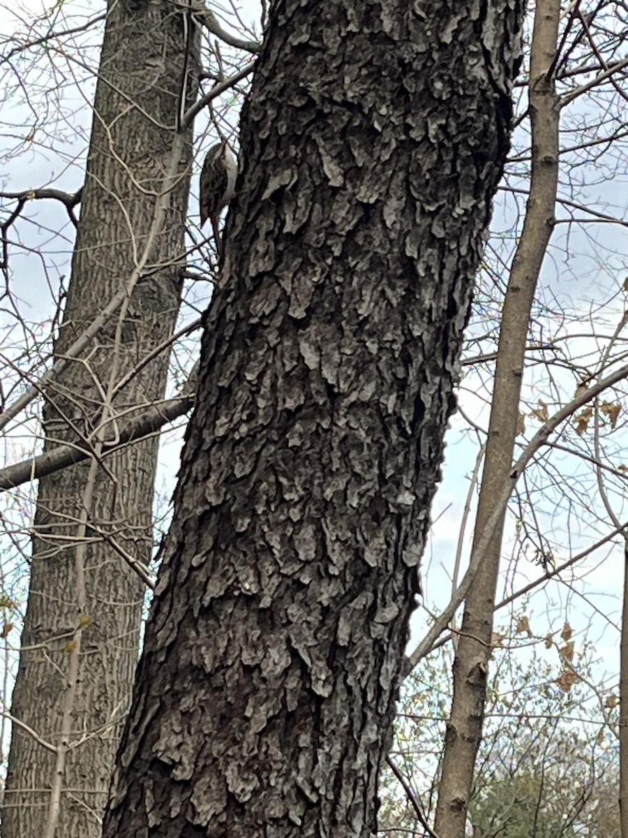 Brown Creeper - ML633025144