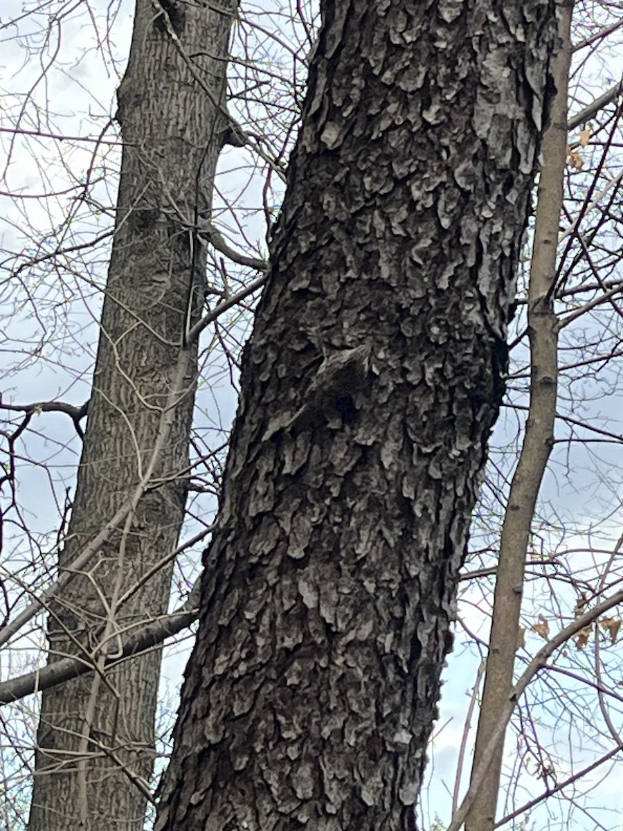 Brown Creeper - ML633025145