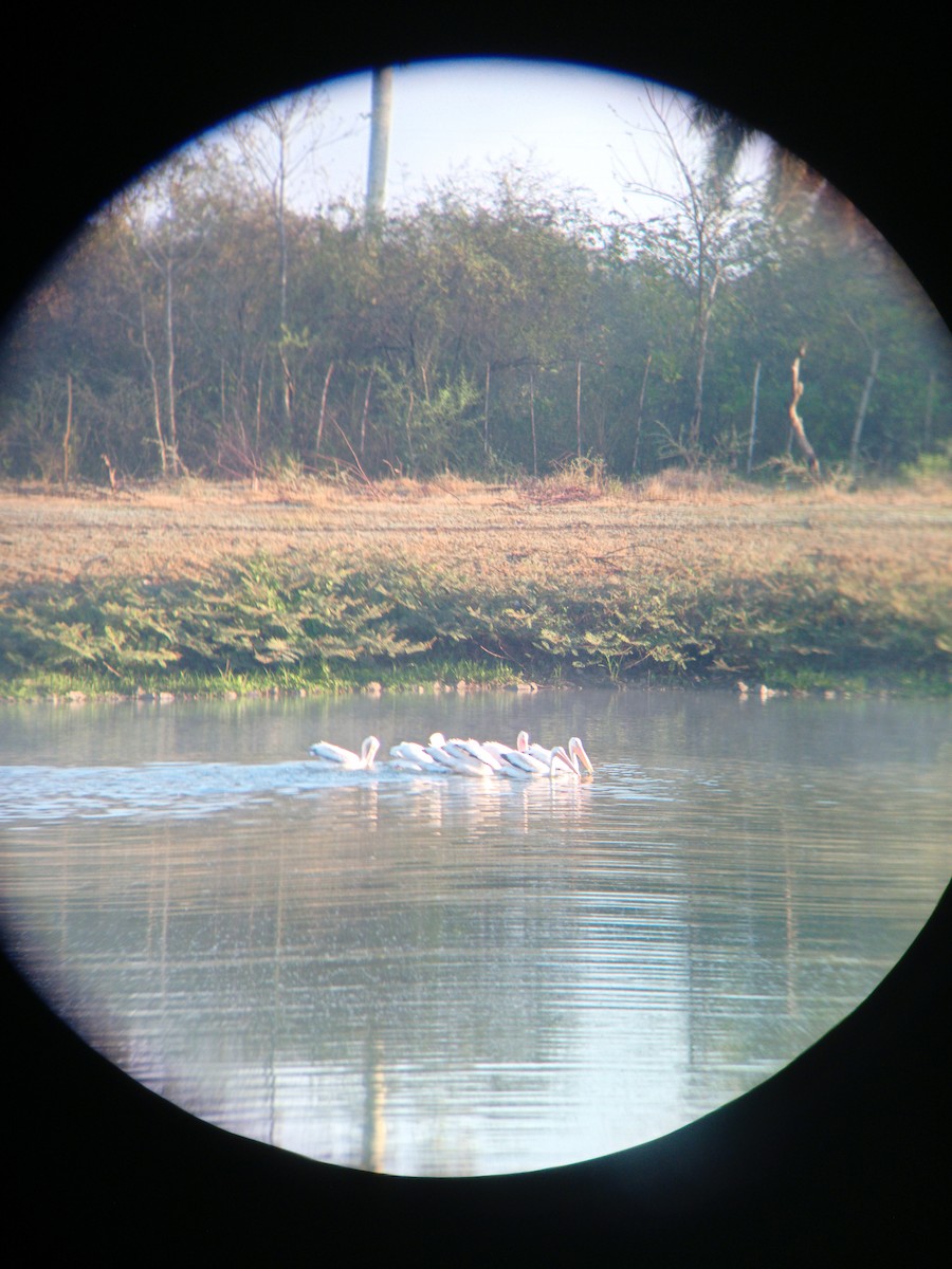 amerikapelikan - ML633025434