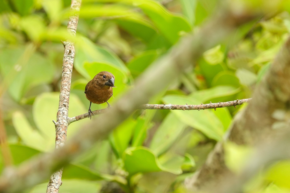 Black-billed Seed-Finch - ML633025503