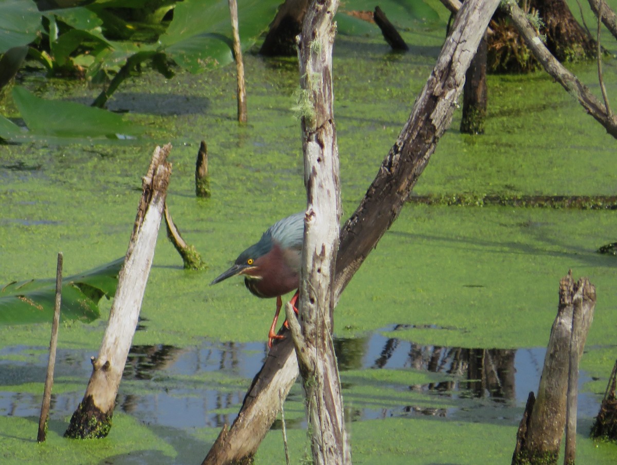 Green Heron - ML633025531