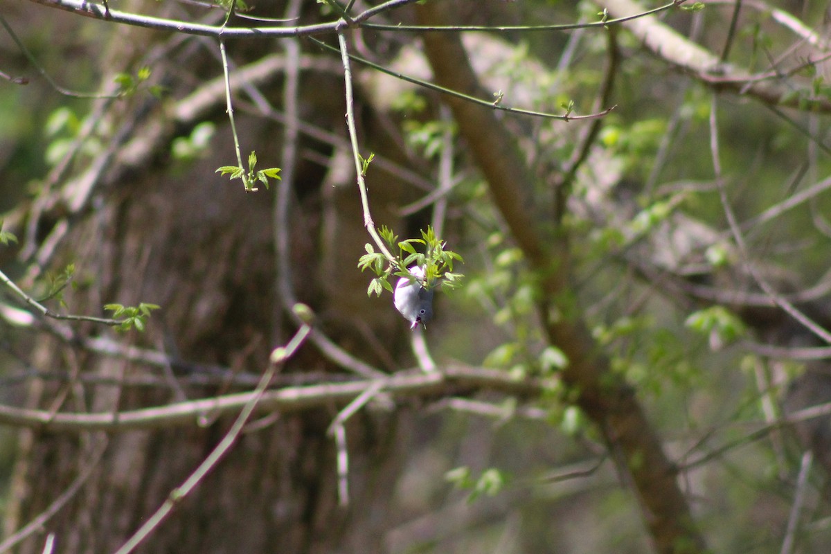 Blue-gray Gnatcatcher - ML633025977