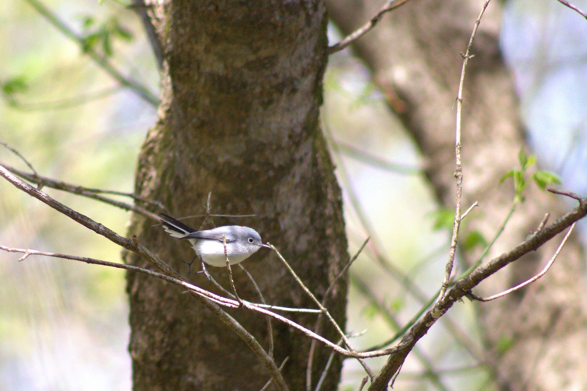 Blue-gray Gnatcatcher - ML633025988
