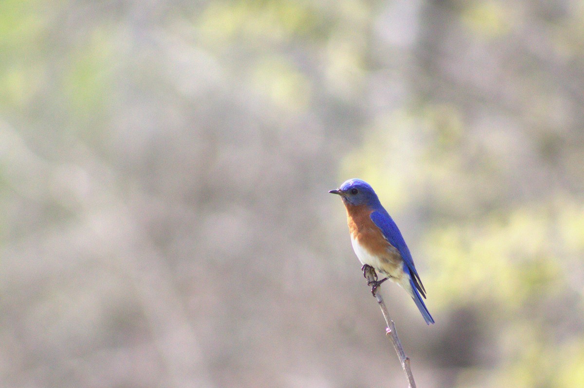 Eastern Bluebird - ML633025996
