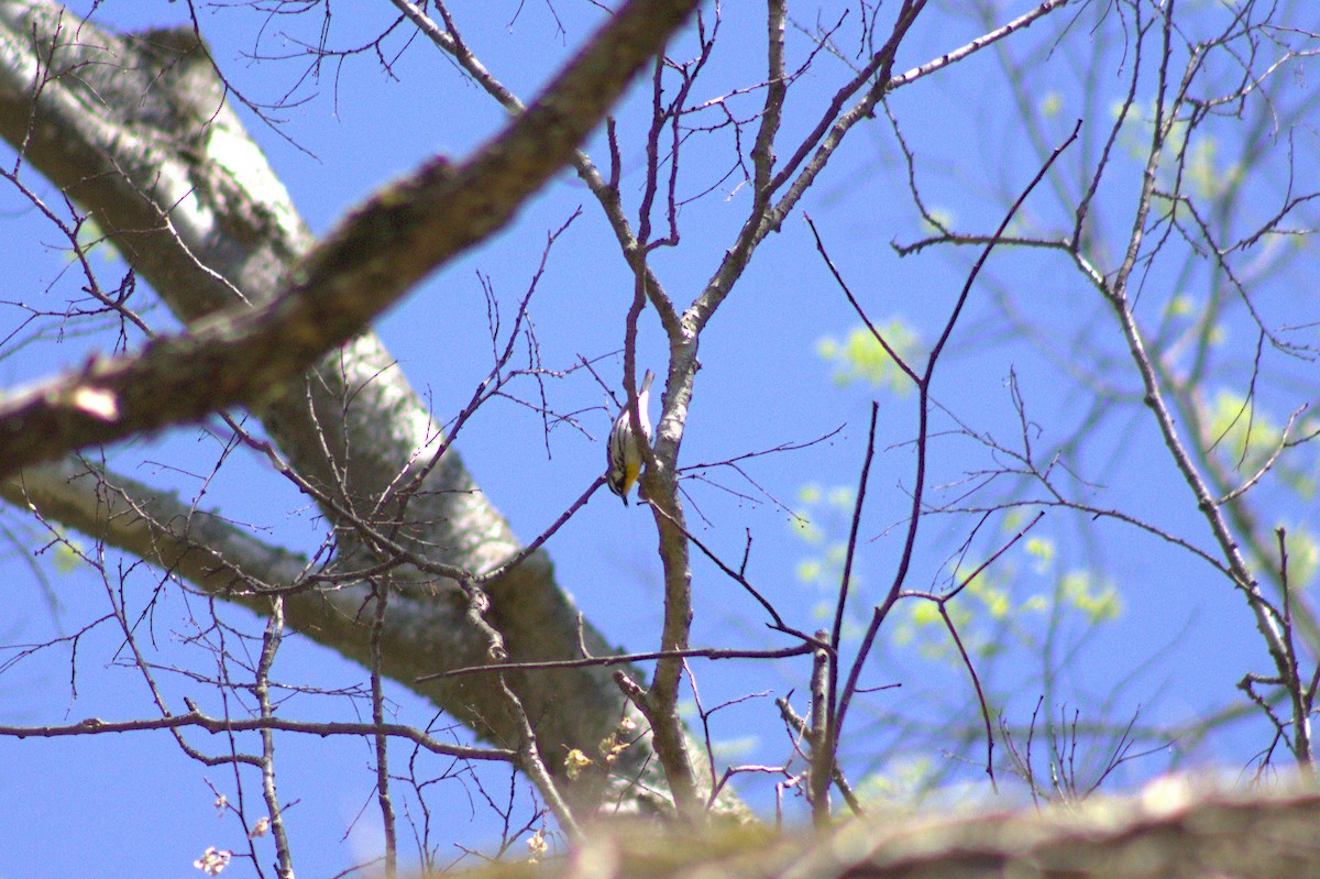 Yellow-throated Warbler - ML633026008