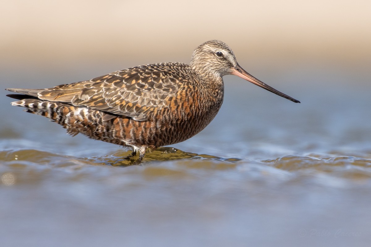 Hudsonian Godwit - Pablo Andrés Cáceres Contreras