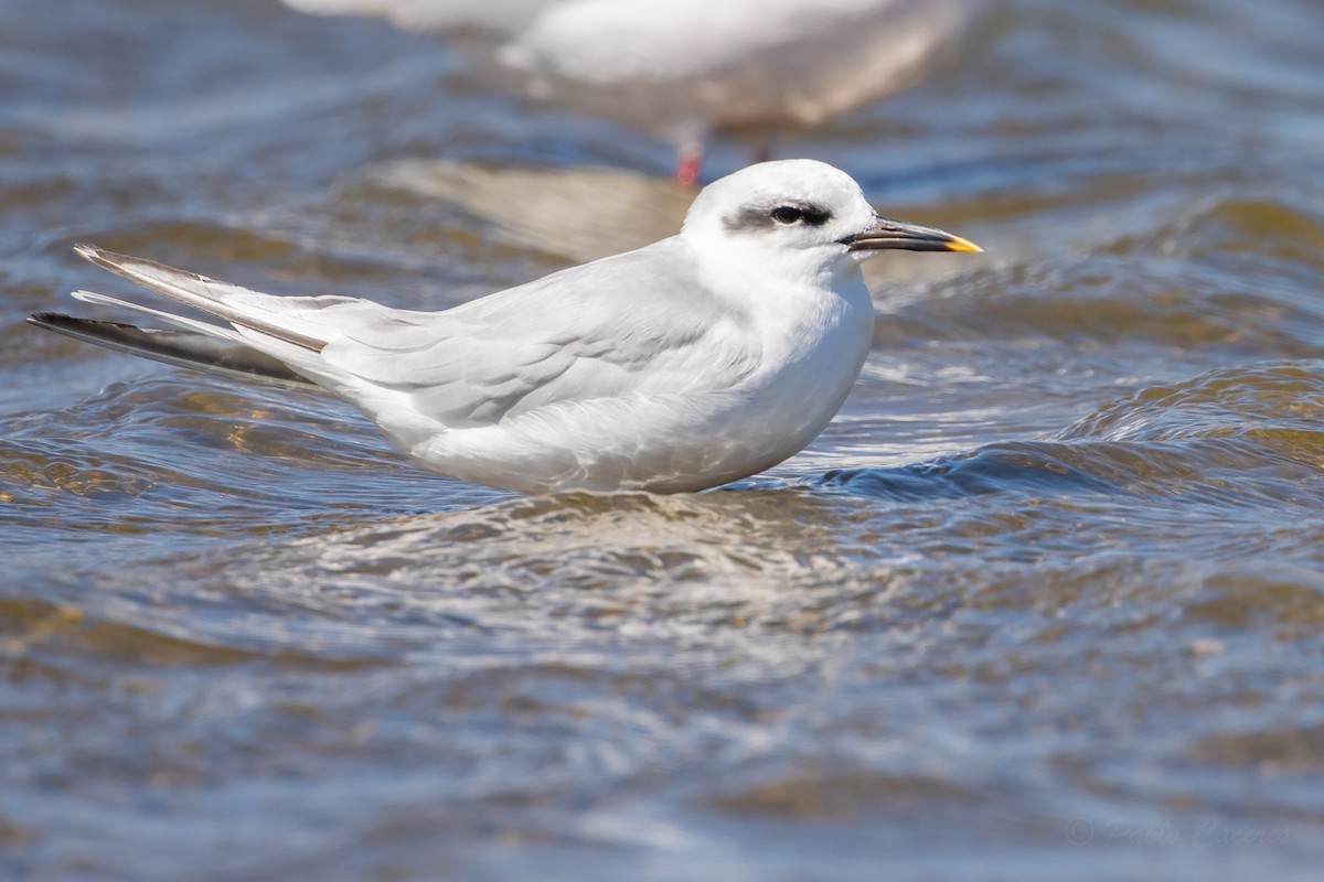 Snowy-crowned Tern - Pablo Andrés Cáceres Contreras