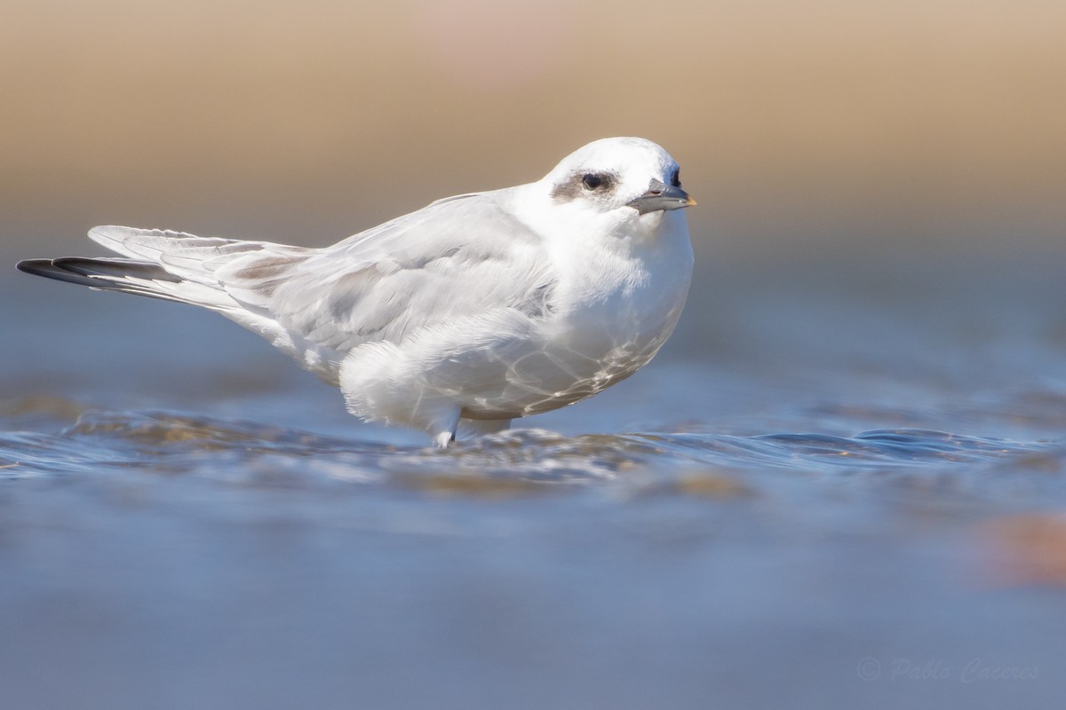 Snowy-crowned Tern - Pablo Andrés Cáceres Contreras