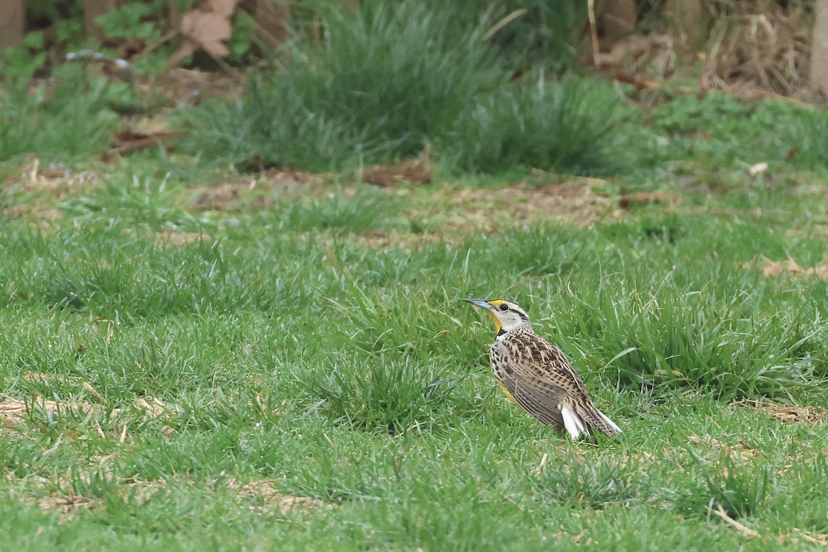 Eastern Meadowlark - ML633026292