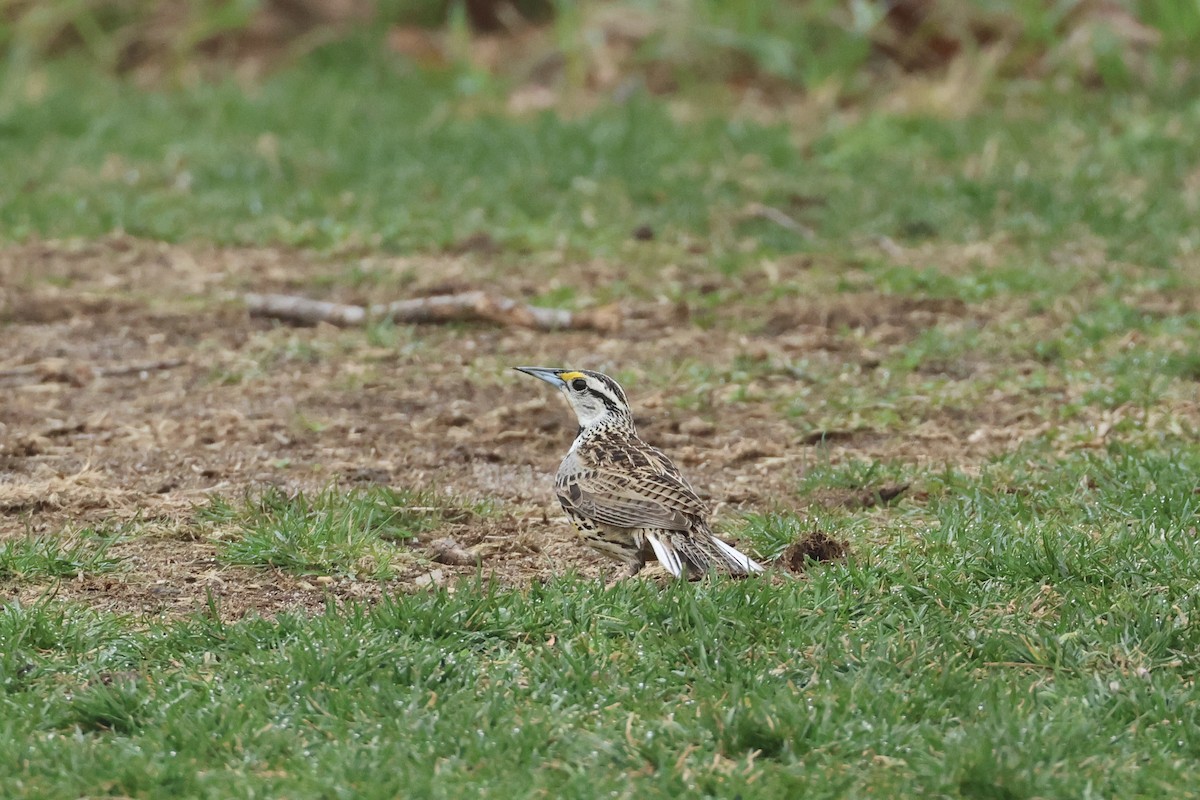 Eastern Meadowlark - ML633026295