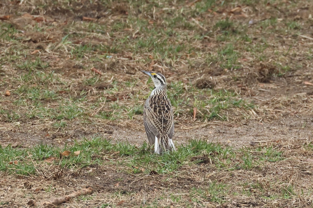 Eastern Meadowlark - ML633026300