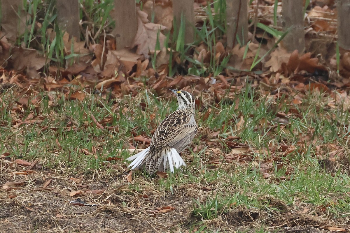 Eastern Meadowlark - ML633026304