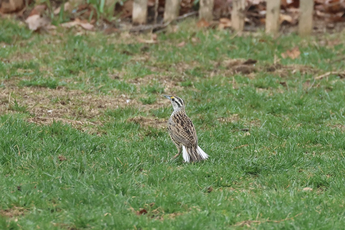 Eastern Meadowlark - ML633026305