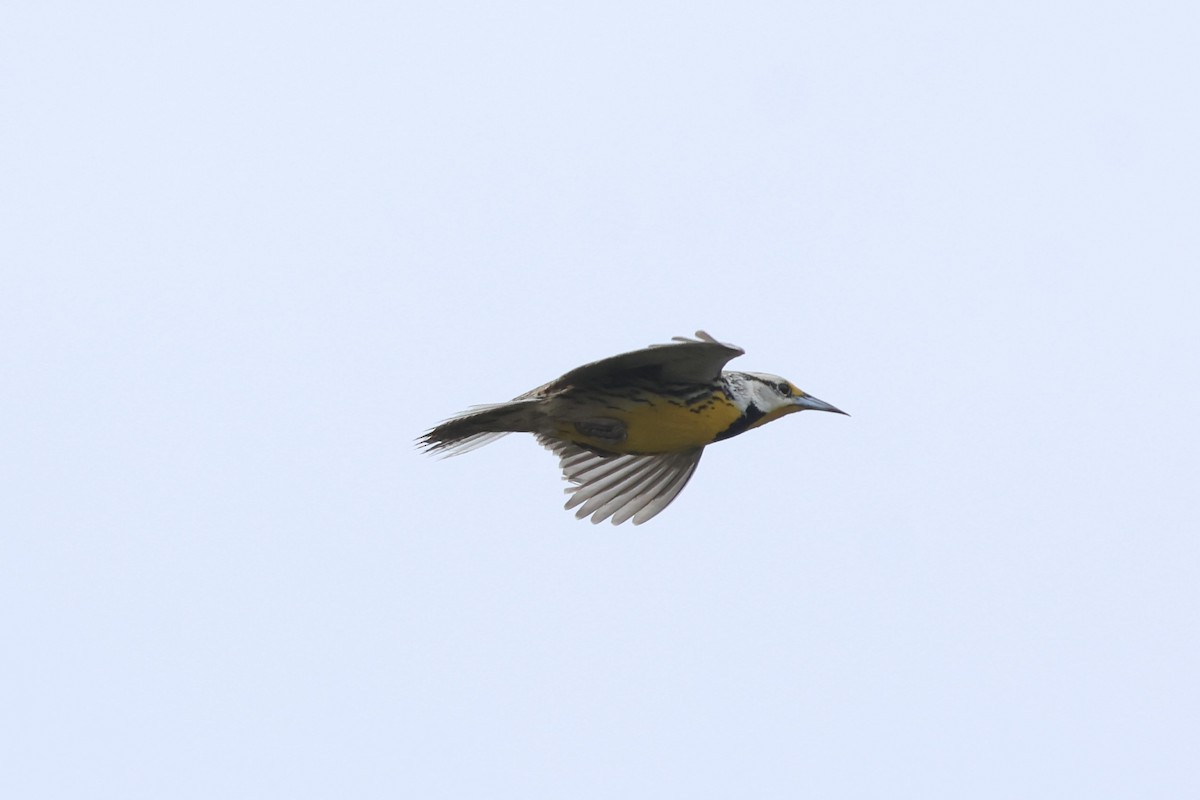Eastern Meadowlark - ML633026306