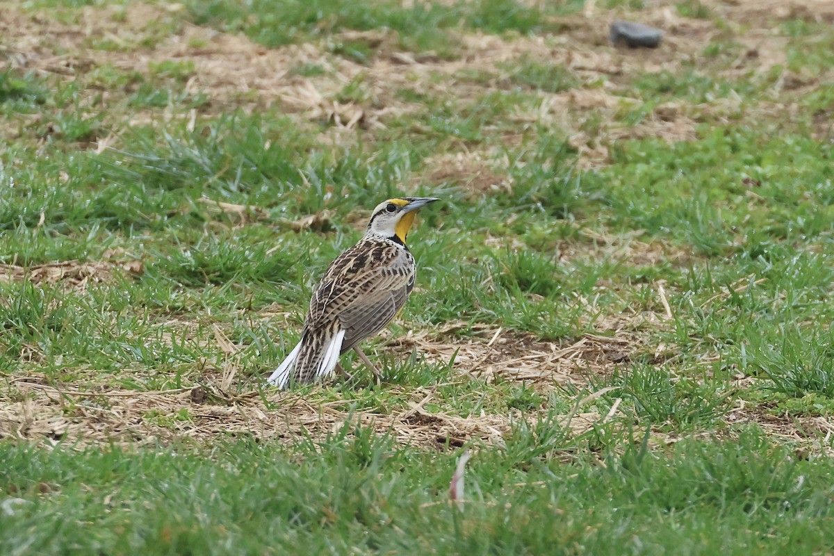 Eastern Meadowlark - ML633026308