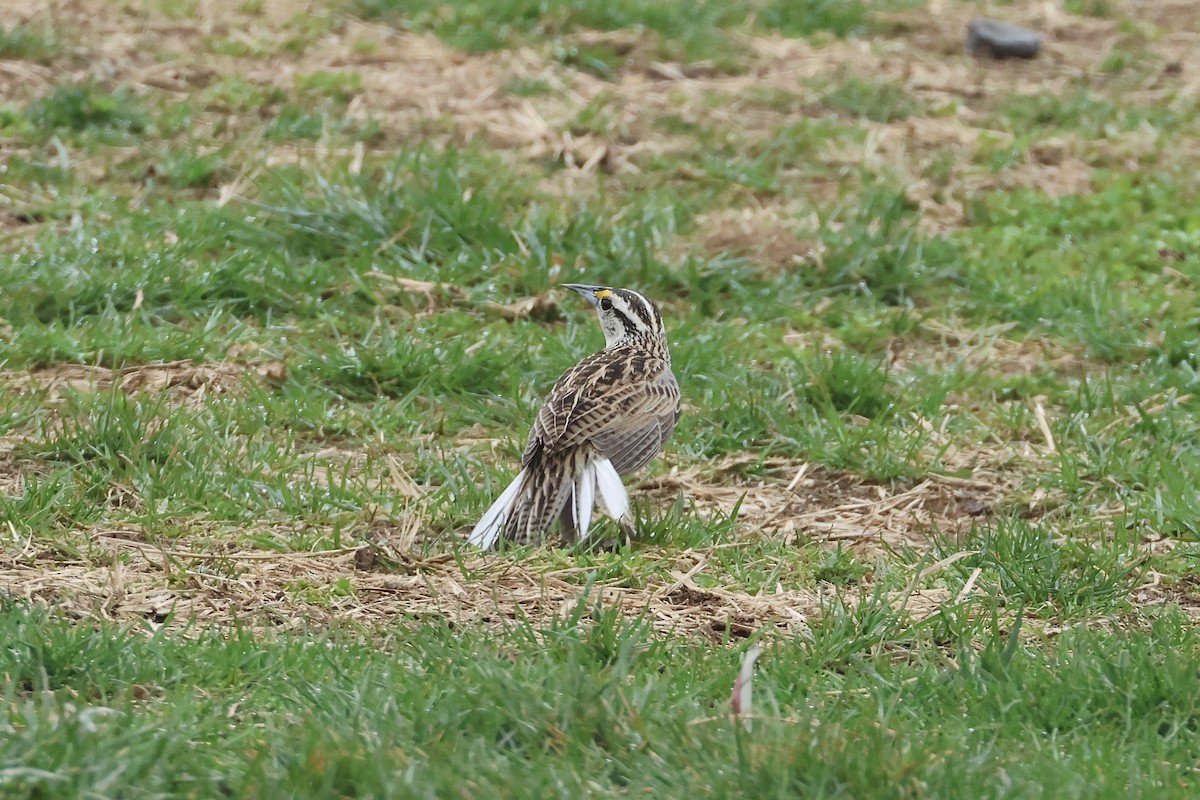 Eastern Meadowlark - ML633026310