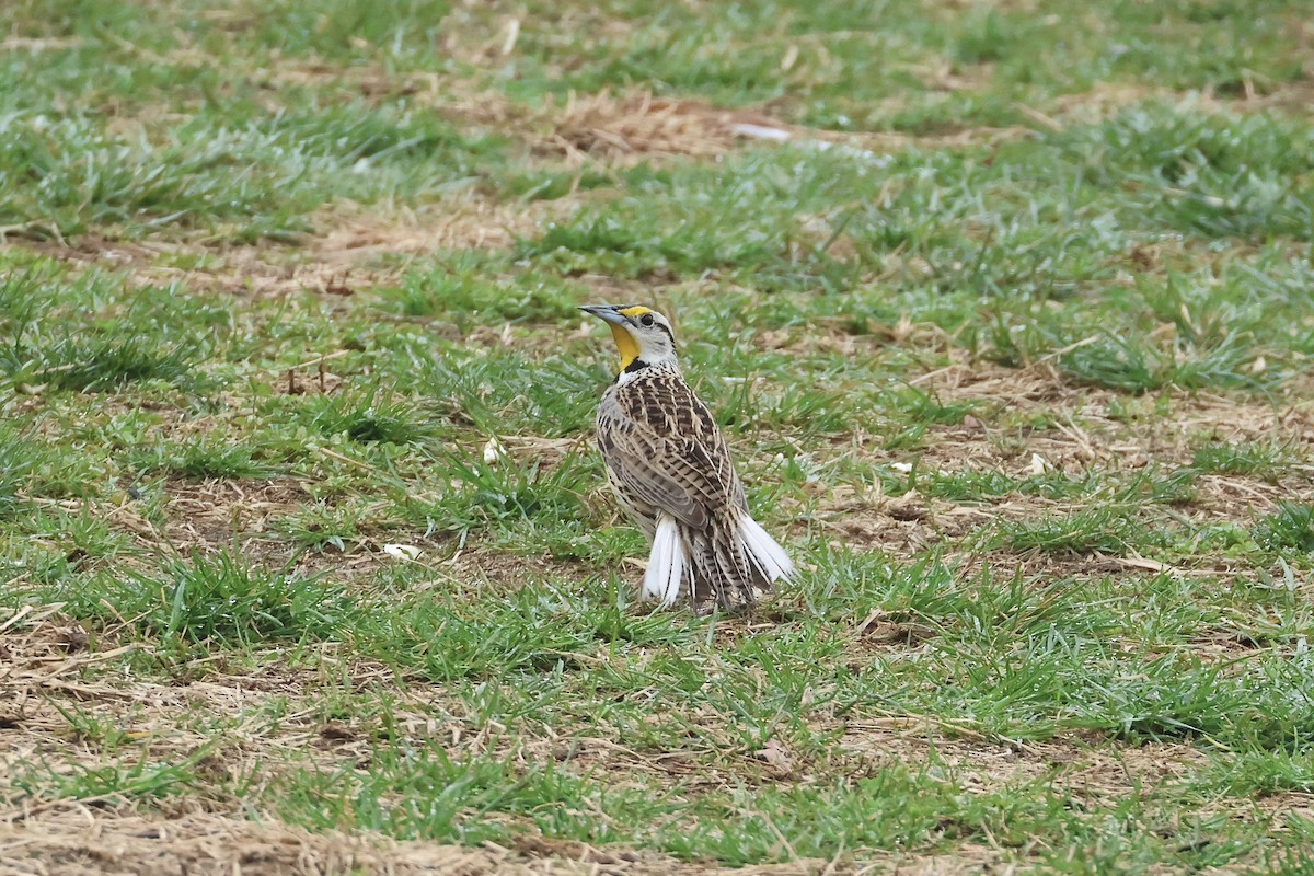 Eastern Meadowlark - ML633026316