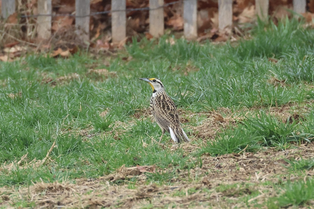 Eastern Meadowlark - ML633026346