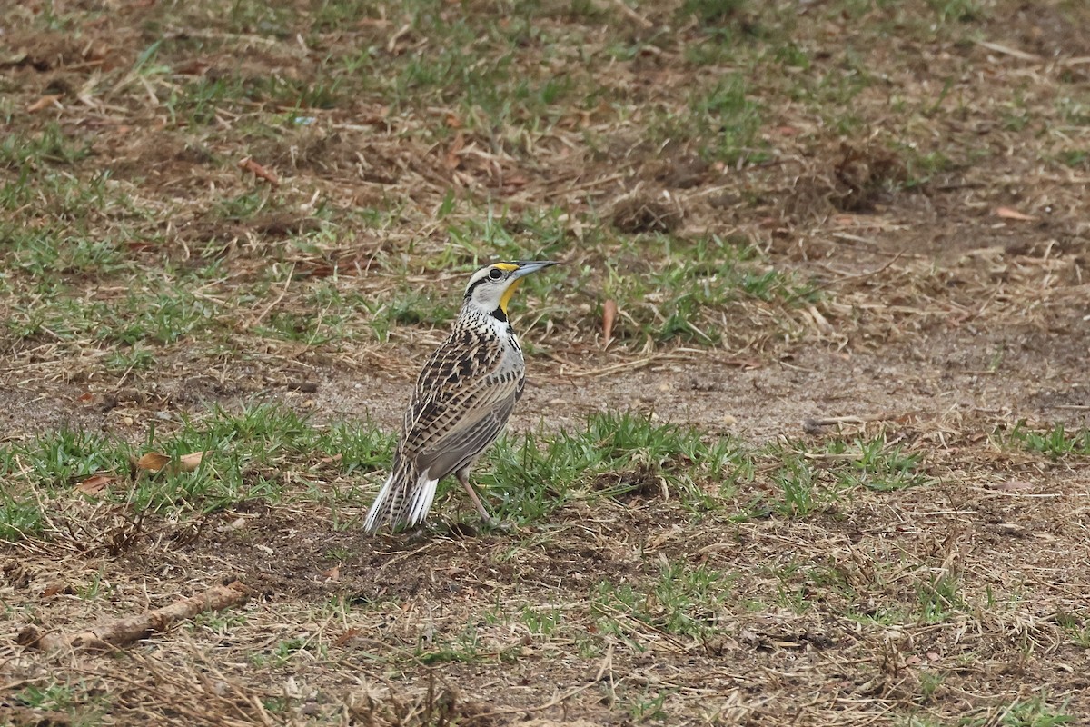 Eastern Meadowlark - ML633026349