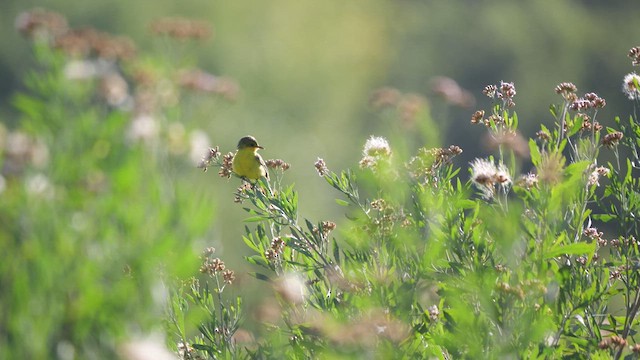 Subtropical Doradito - ML633026353