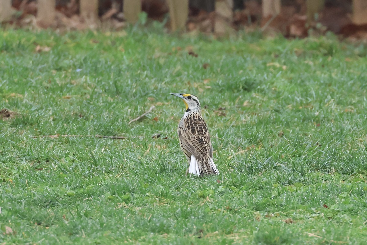 Eastern Meadowlark - ML633026355
