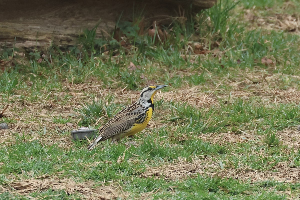 Eastern Meadowlark - ML633026358
