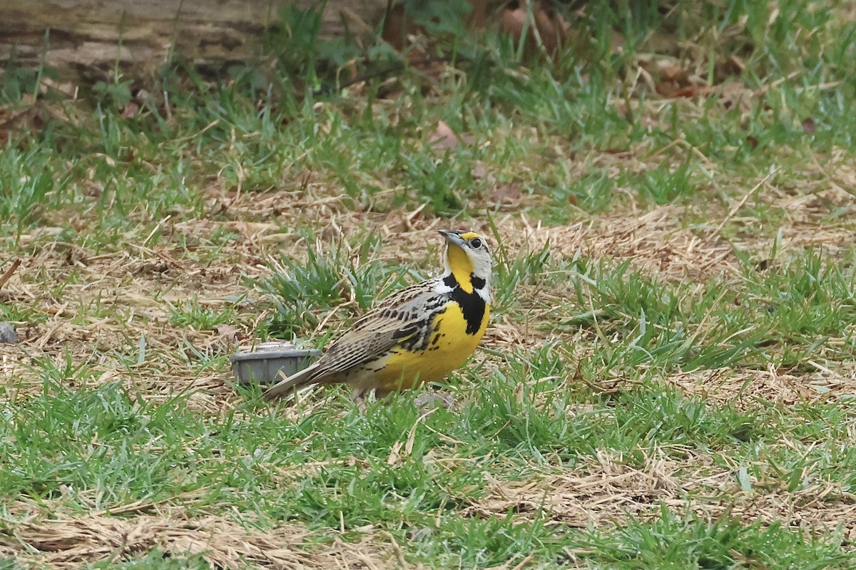 Eastern Meadowlark - ML633026359