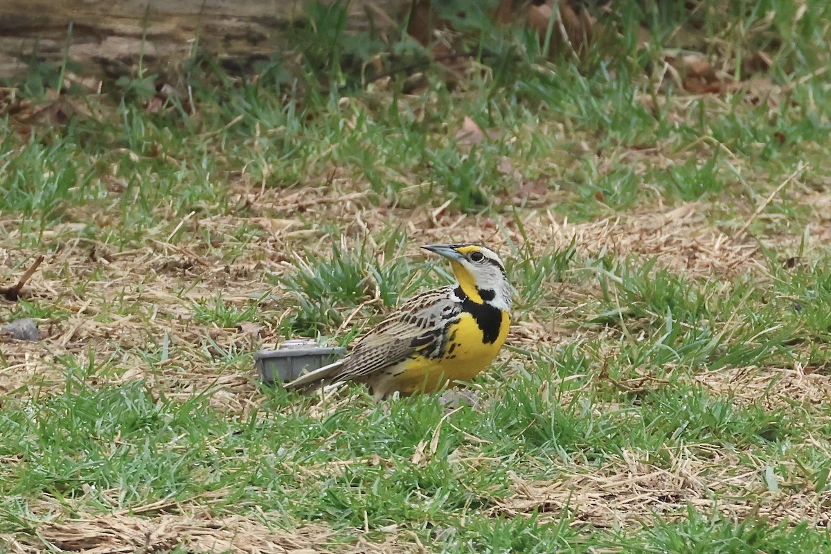 Eastern Meadowlark - ML633026360