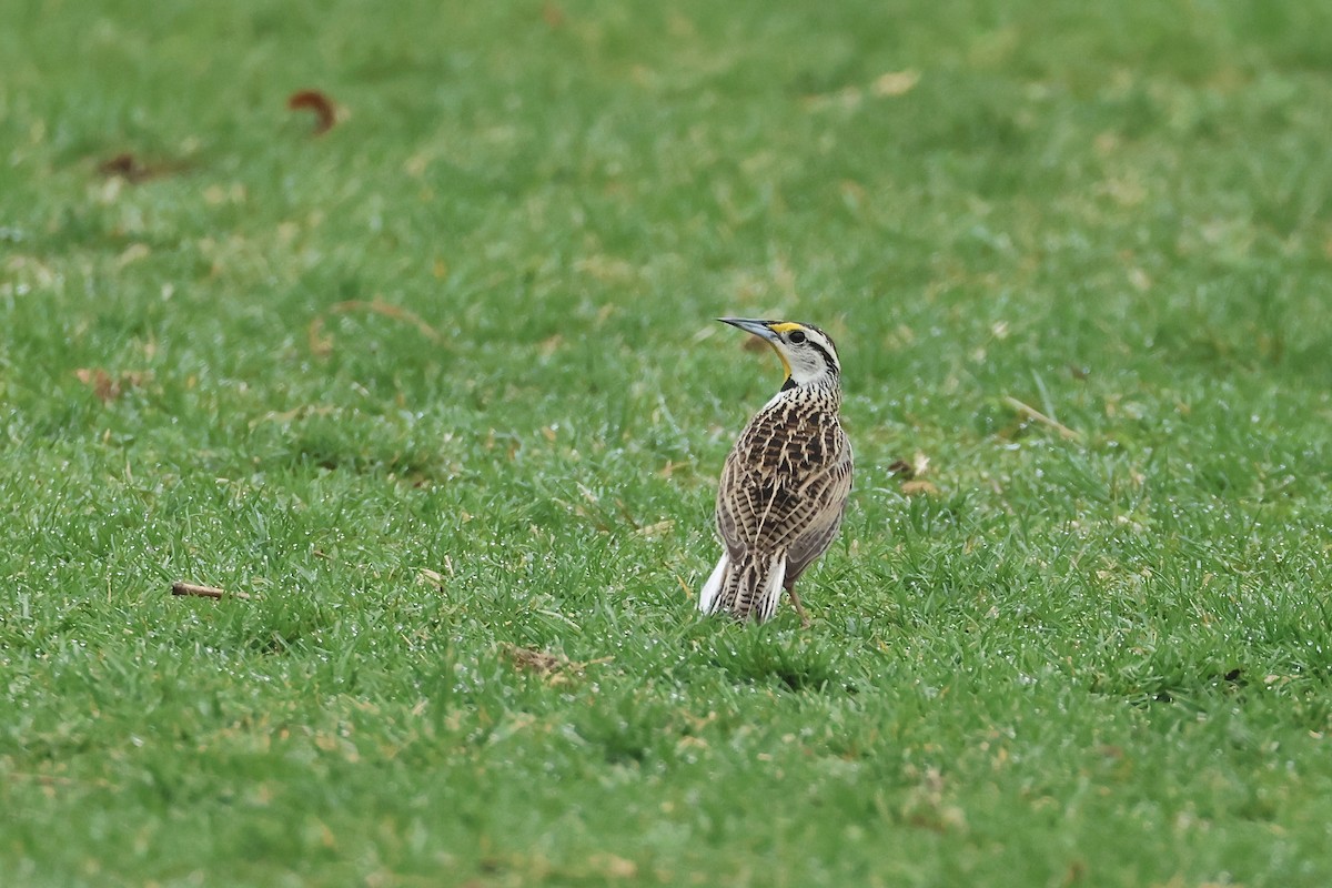 Eastern Meadowlark - ML633026361