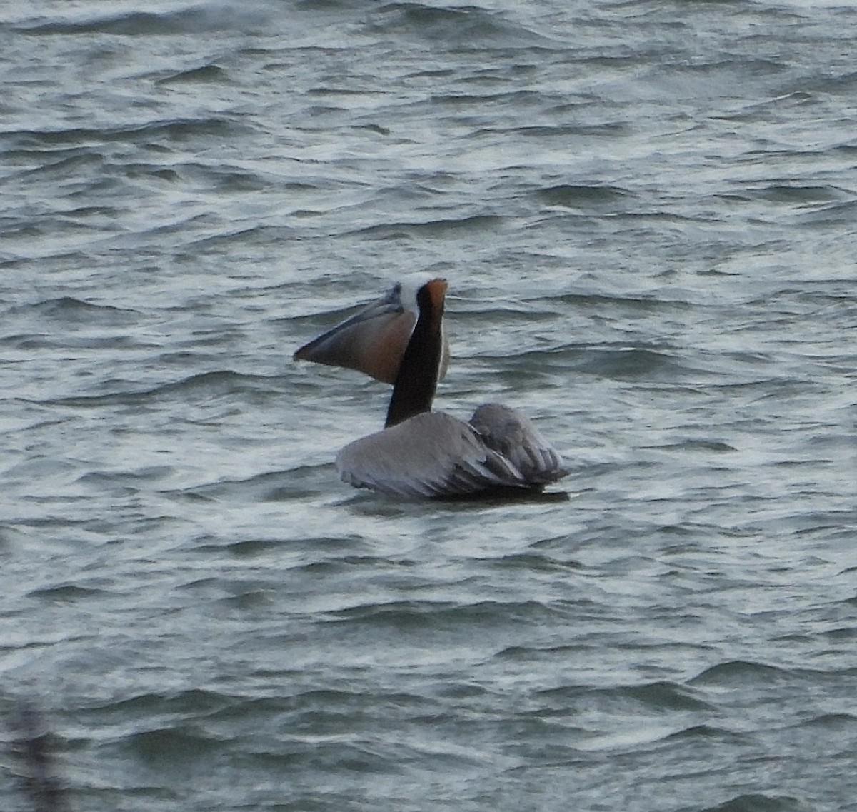 Brown Pelican - ML633026439